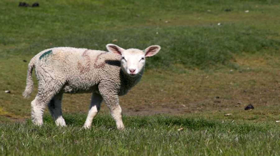 Lamm am Deich