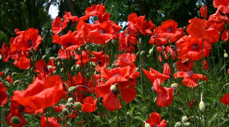 Mohn im Garten